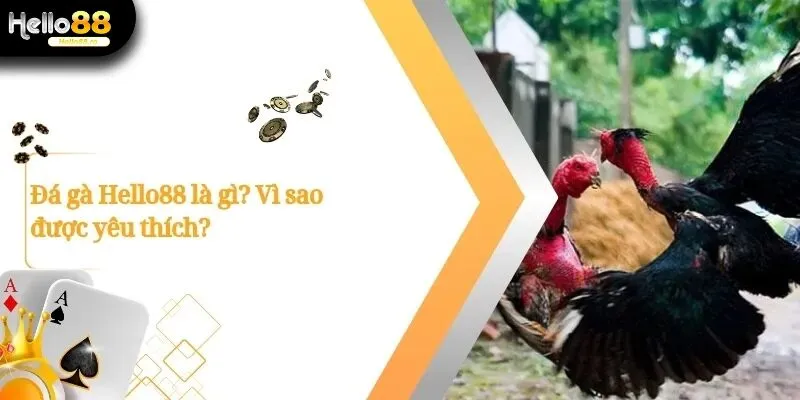 Xem Live Các Giải Đá Gà Hello88 Cực Cuốn Hút Ngay Hôm Nay 1 Đá Gà Hello88