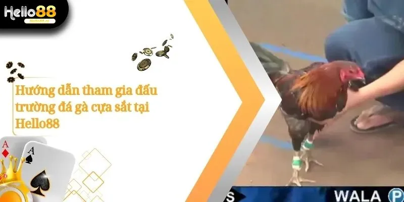 Trải Nghiệm Đấu Trường Đá Gà Cựa Sắt Đỉnh Cao Tại Hello88 3 Đá gà cựa sắt