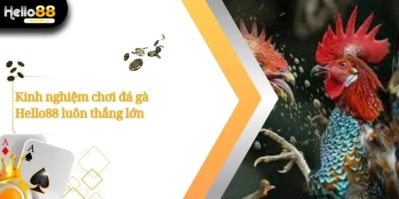 Xem Live Các Giải Đá Gà Hello88 Cực Cuốn Hút Ngay Hôm Nay 3 Đá Gà Hello88